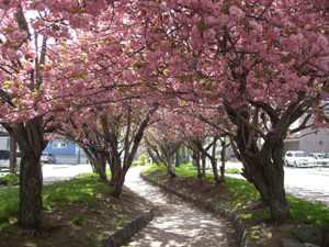 200905sakura