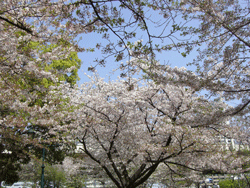 201004tokyo